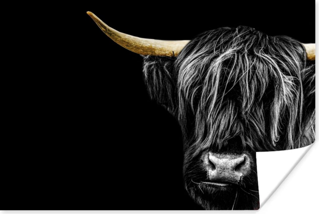 MuchoWow Poster Schottischer Highlander - Gold - Mantel - Tiere - Kuh 120x80 cm - Bilder