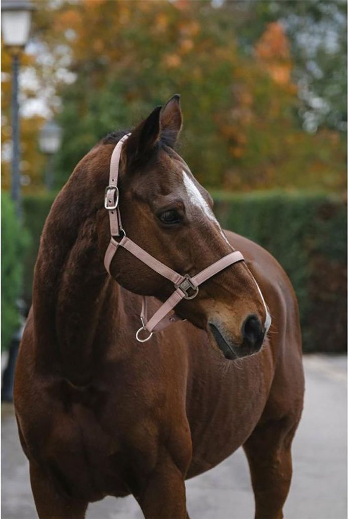 Equitheme Spring Nylon Halfter Rosa Full Rosa Full
