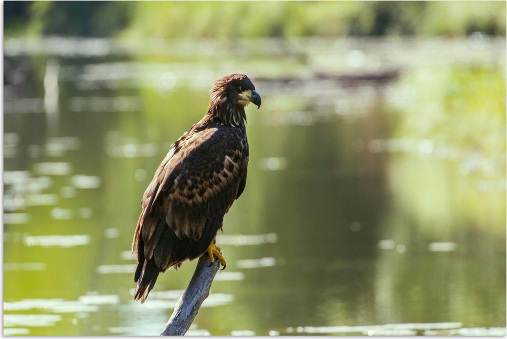 MuchoWow Poster Ein europäischer Seeadler schaut über das Wasser 30x20 cm - Plakate - Print