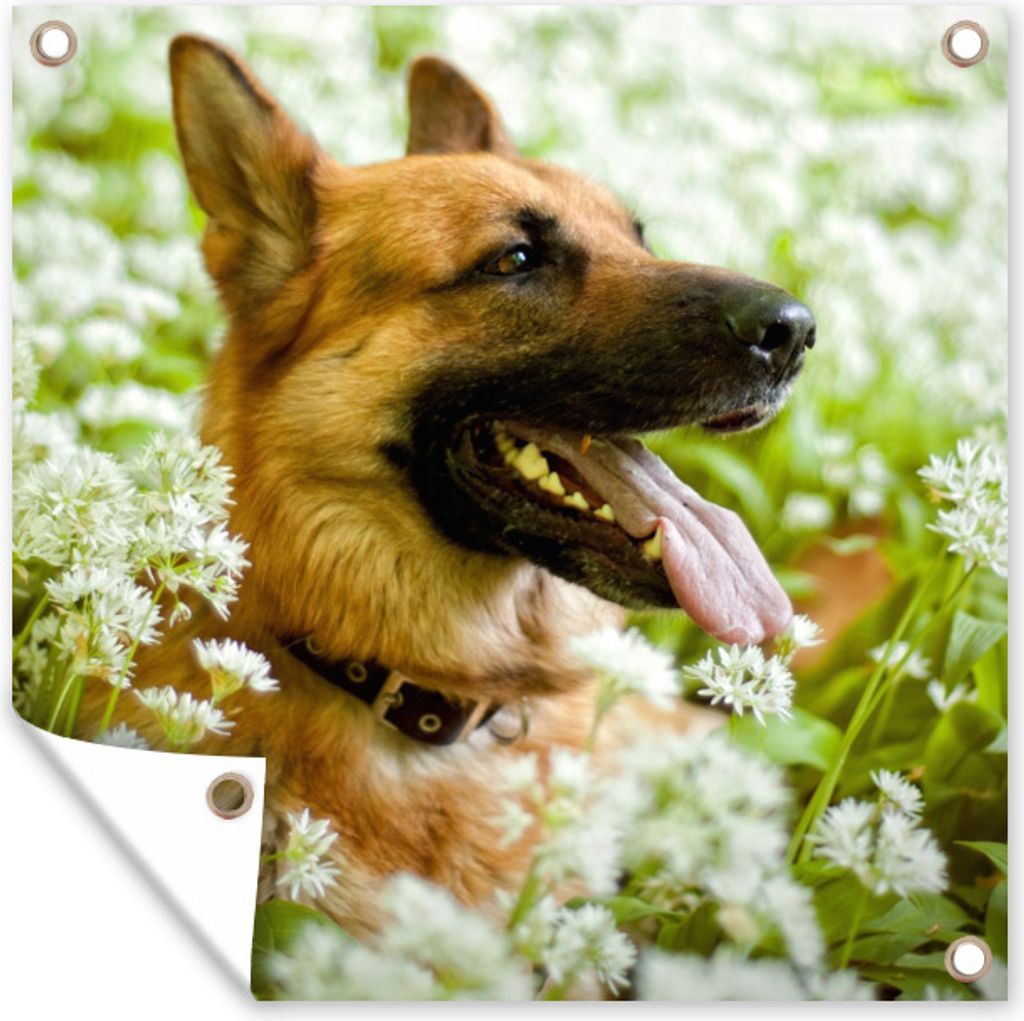 MuchoWow 100x100 cm Outdoor-Poster Gartendeko Sichtschutz Garten Poster für den Garten Deutscher Schäferhund sitzt inmitten der weißen Blumen