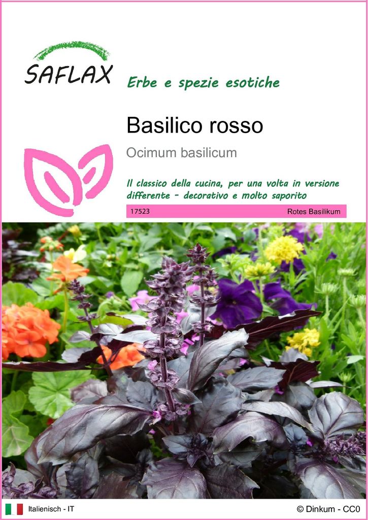 SAFLAX  - Basilico rosso  - 200 semi - Ocimum Immagine del prodotto 