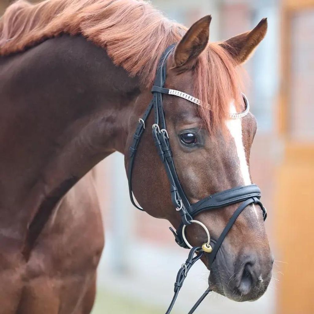Kavalkade Trense geöltes Leder Everness eng.-komb.