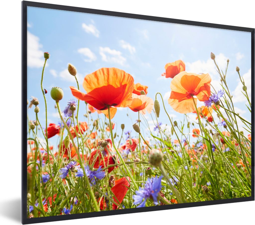 MuchoWow Gerahmtes Poster Blumen - Mohn - Frühling - Natur - Rot - Blau 40x30 cm - Poster mit Schwarzem Bilderrahmen Wandposter Rahmen Foto Bild...