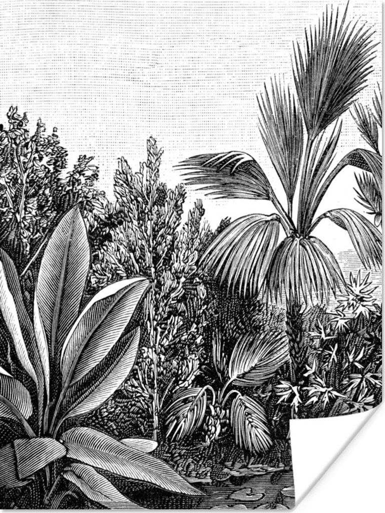 MuchoWow Poster Pflanzen - Natur - Gestaltung - Illustration - Ernst Haeckel 120x160 cm - Wandbilder