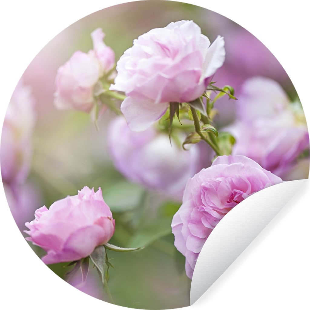 MuchoWow Runde Wandtattoo - Wandsticker Tapete Aufkleber Pflanzen von rosa Rosen wachsen in der Natur Ø 30 cm Selbstklebend und Repositionierbar...