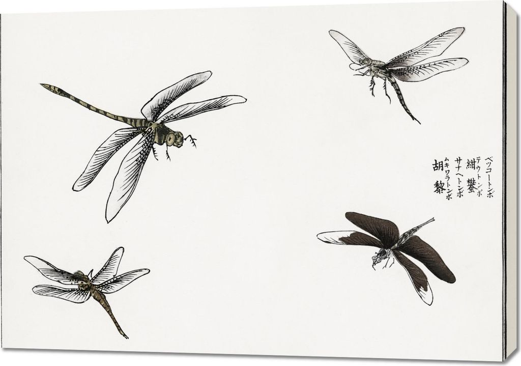 Bild 100x70cm Libellen Illustration Morimoto Toko Japanisch Vintage für das Wohnzimmer