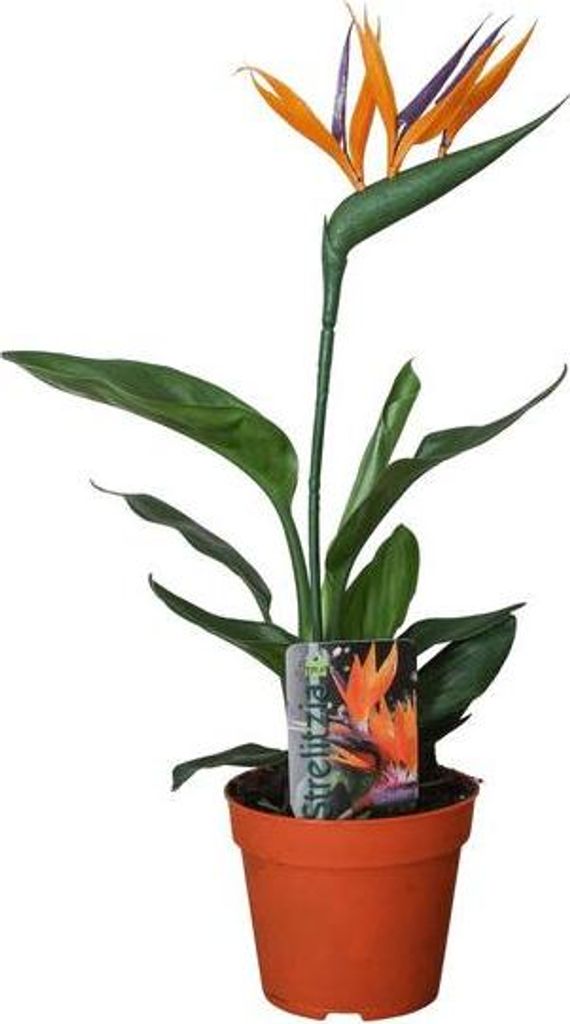 Strelitzia Reginae Paradiesvogelblume mit Kunstblüte Ø13cm 35cm Zimmerpflanze