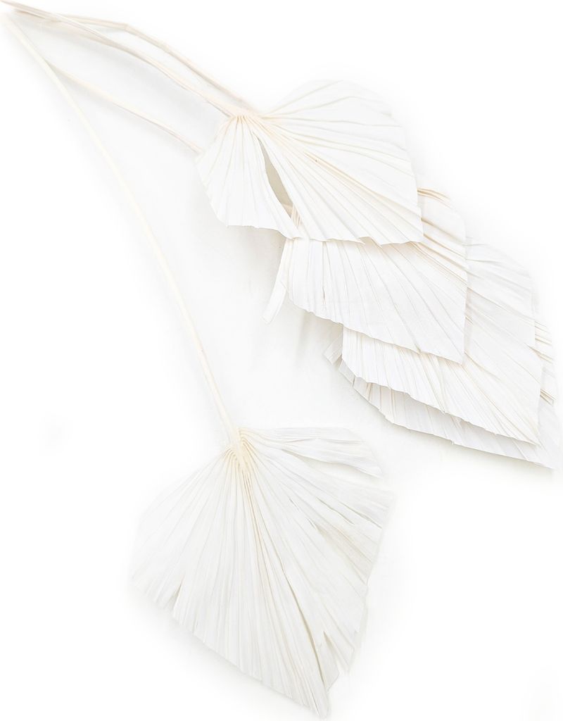 Palmenspeer Getrocknete - (Palm Spear) - Gebleicht