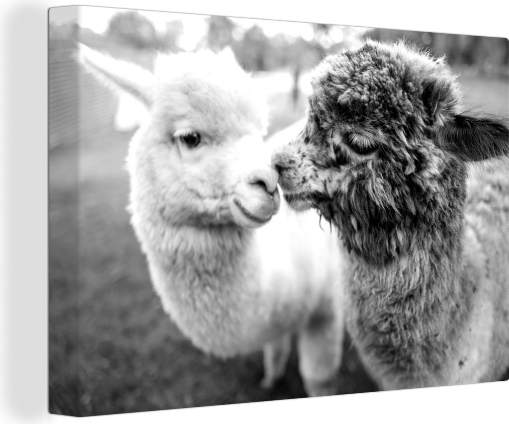 MuchoWow - Leinwandbilder - Alpakaliebe - schwarz und weiß, Wandbild, Wanddeko Bilder Wohnzimmer, 90x60 cm