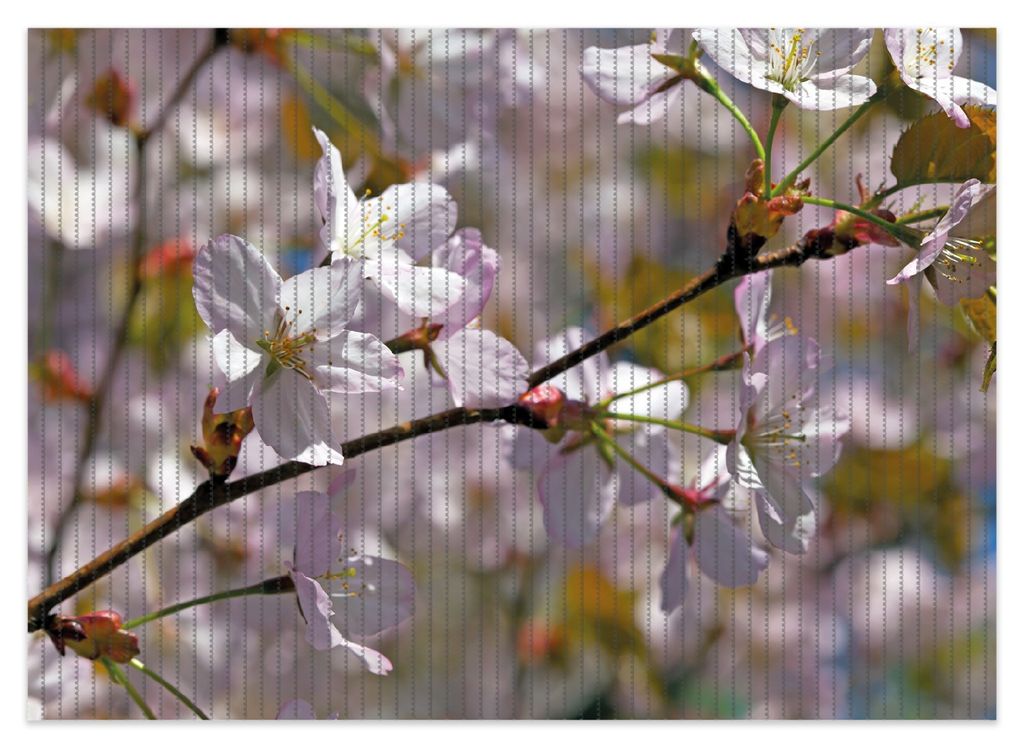 Wallario Duschmatte Antirutschmatte Badmatte Fußmatte Kirschblüten in zartem Rosa - Frühling im Garten, Größe ca. 70 x 50 cm