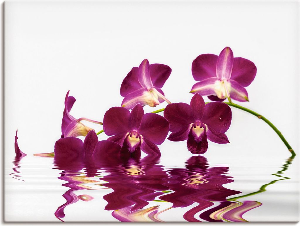 ARTland Leinwandbild Phalaenopsis Orchidee Größe: 120x90 cm
