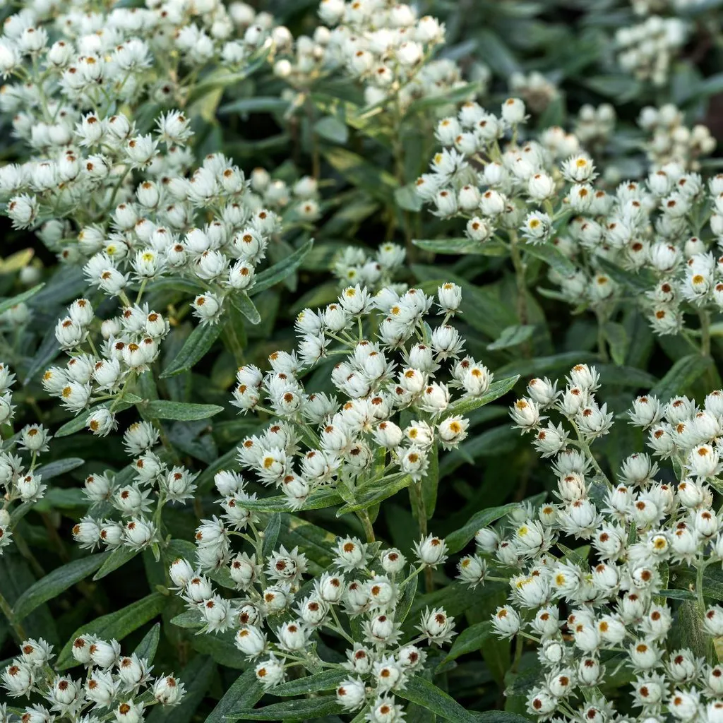 Plante vivace de rocaille : lot de 6 Anaphalis triplinervis blancs Ø 9cm