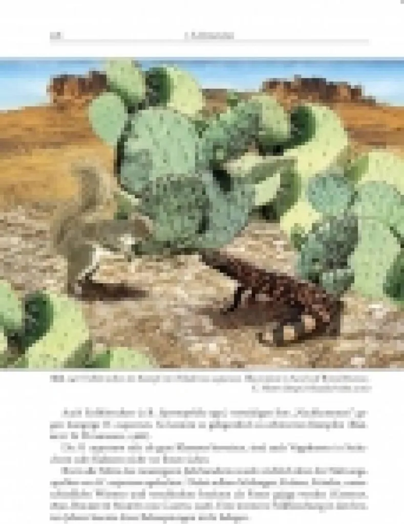 Livre Heloderma suspectum guide pour aménagement terrarium lézard - 3