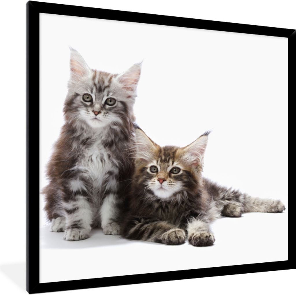 MuchoWow Gerahmtes Poster Zwei bezaubernde Maine Coon Kätzchen 40x40 cm - Poster mit Schwarzem Bilderrahmen Wandposter Rahmen Foto Bilder - Mit ...