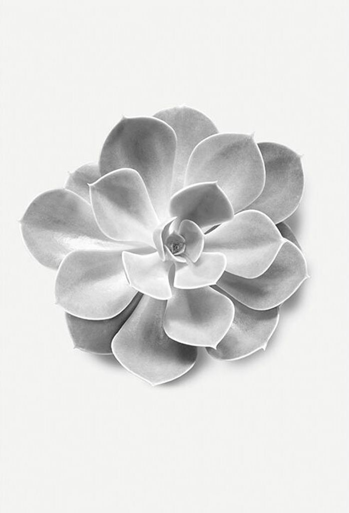 Wandbild - Succulent Aeonium - Größe 50 x 70 cm