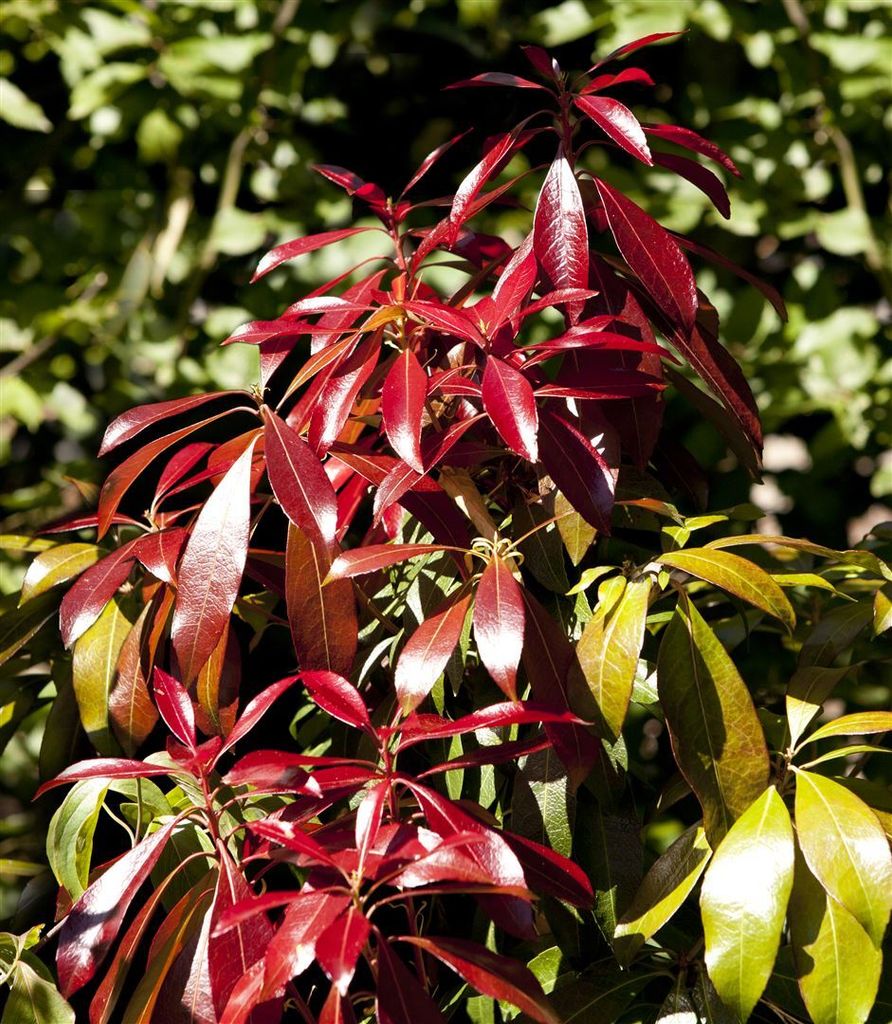 Pieris japonica 'Forest Flame', Japanische Lavendelheide, 30–40 cm