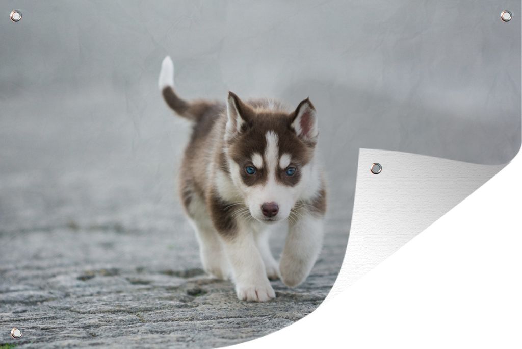 MuchoWow 60x40 cm Outdoor-Poster Gartendeko Sichtschutz Garten Poster für den Garten Husky-Welpe läuft über die Straße