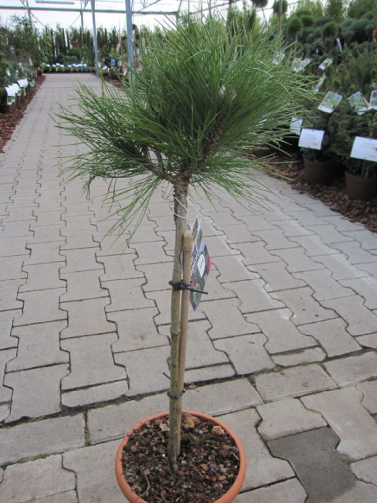 Hochstamm - Pinus nigra Marie Bregeon ® - Produktbild 