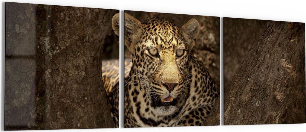DEQORI Glasbild Echtglas 3x50x50 cm 'Versteckter Jäger' Wandbilder XXL groß