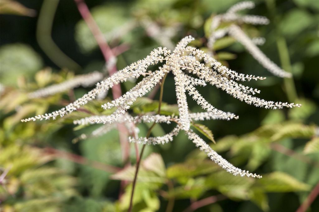 Aruncus dioicus 'Kneiffii', Wald-Geißbart, filigran, ca. 11x11 cm Topf