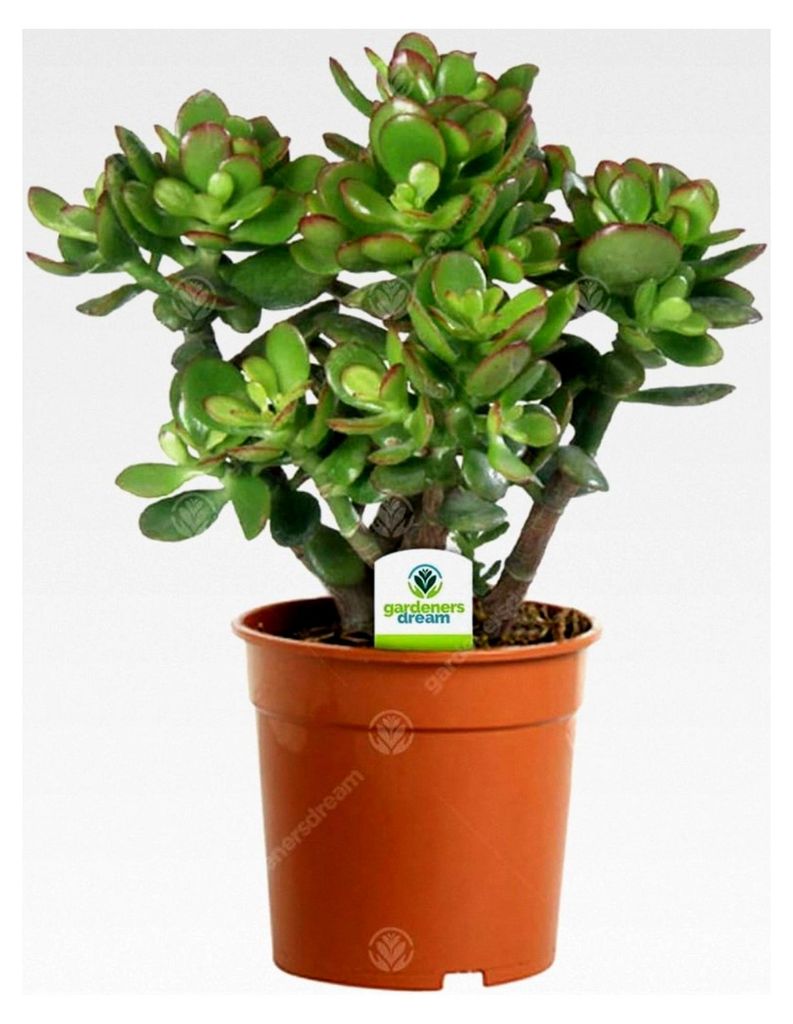 Crassula Ovata – 1 x Zimmerpflanze – Geldbaum im Topf für Zuhause oder Büro