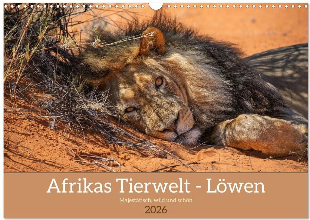 Afrikas Tierwelt - Löwen (Wandkalender 2026 DIN A3 quer), CALVENDO Monatskalender