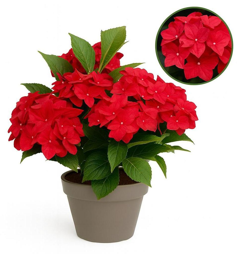 Exotenherz - Hortensia - Hydrangea Magical Teusday & Saphire - Rot - 6-10 Blühten - 23cm Topf