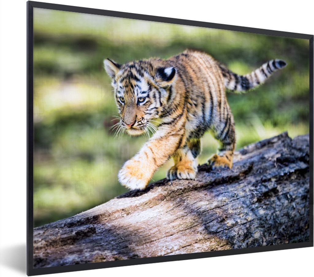 MuchoWow Gerahmtes Poster Tiger - Junge - Baum 80x60 cm - Poster mit Schwarzem Bilderrahmen Wandposter Rahmen Foto Bilder - Schwarzem - Mit Gestell