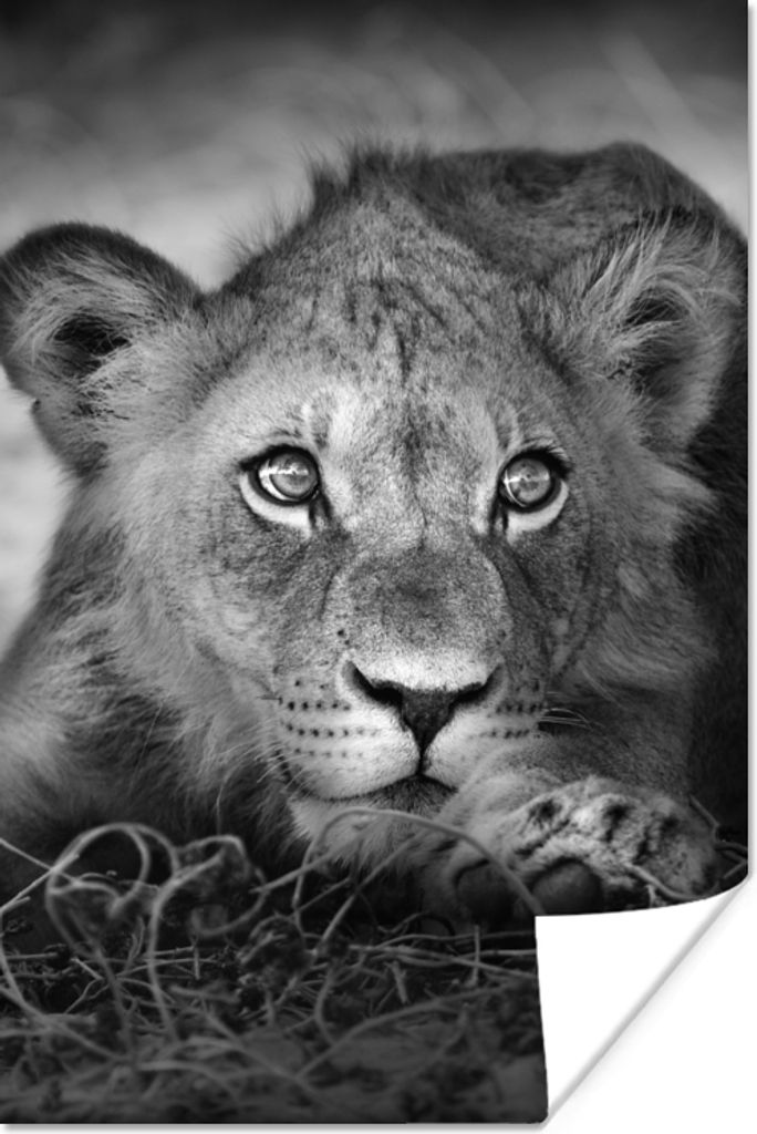 MuchoWow Poster Wildtiere - Löwe - Natur - Schwarz - Weiß 20x30 cm - Papierdruck