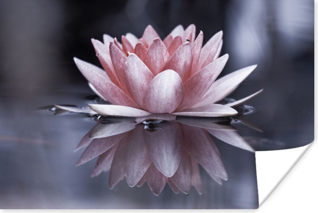 MuchoWow Poster Rosa Blume im Wasser 180x120 cm - Fotoplakat