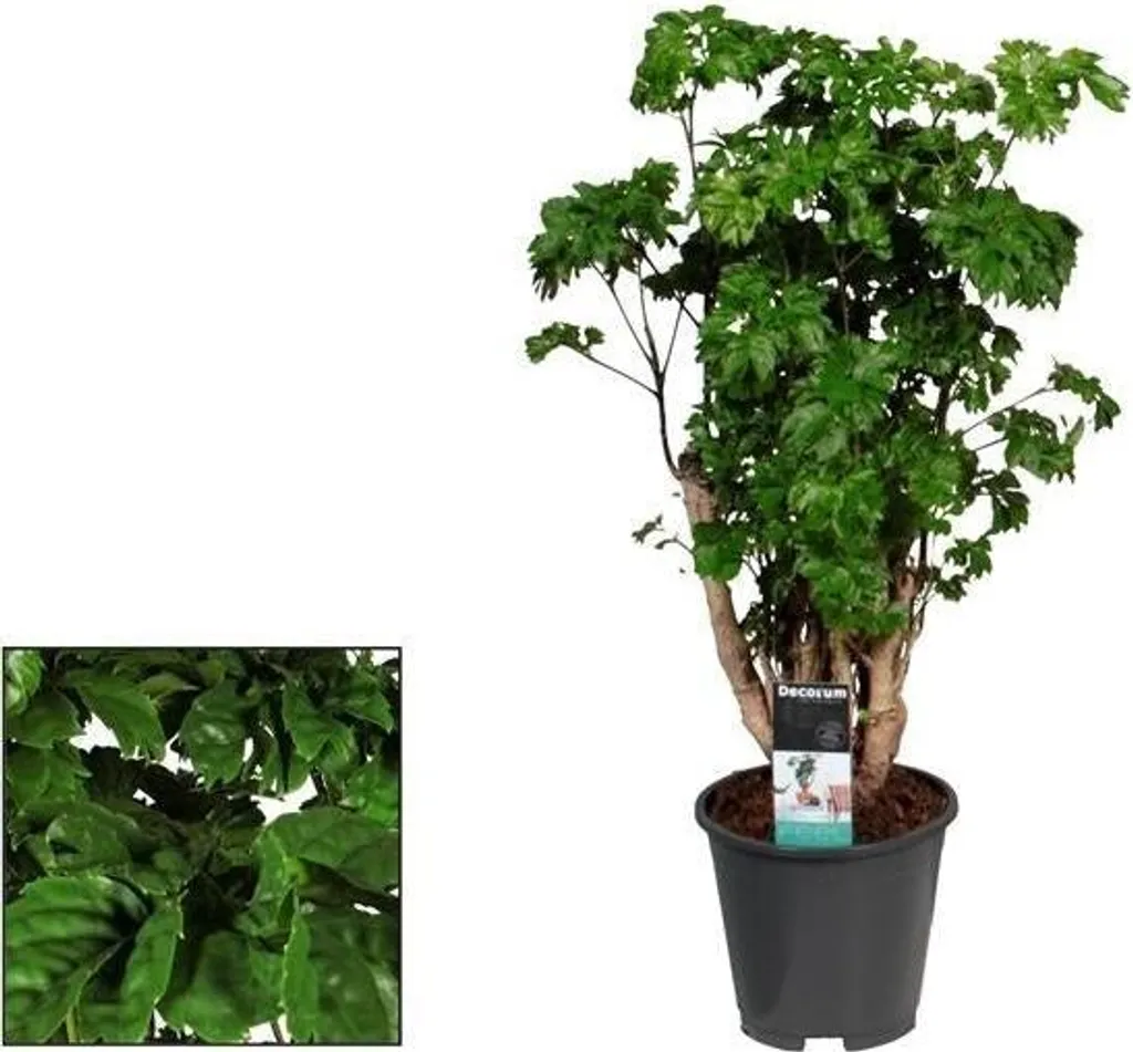 Plante verte exotique Polyscias Aralie idéale pour salon lumineux