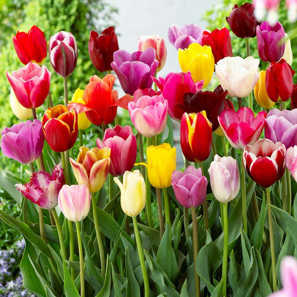Tulipan Mix 5 szt. Tulipany Cebulki Tulipanów Cebule Zdjęcie produktu 