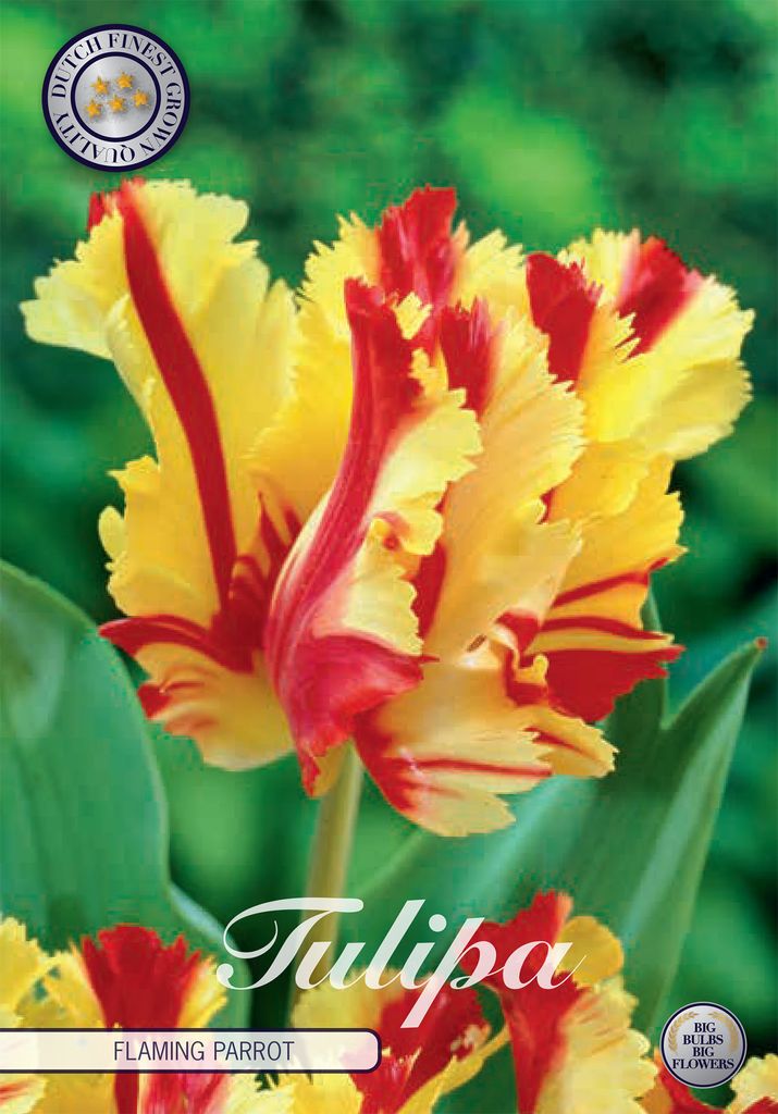 Tulpe Flaming Parrot (7 Stück) | Tulpenzwiebeln von Sam van Schooten
