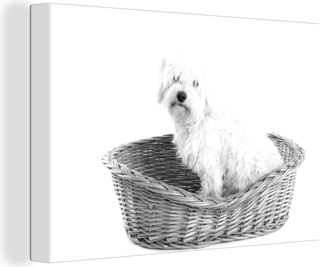 OneMillionCanvasses - Leinwandbilder - 140x90 cm, Malteser in einem Korb sitzend - schwarz und weiß, Wandbilder Kunstdruck Wanddekoration