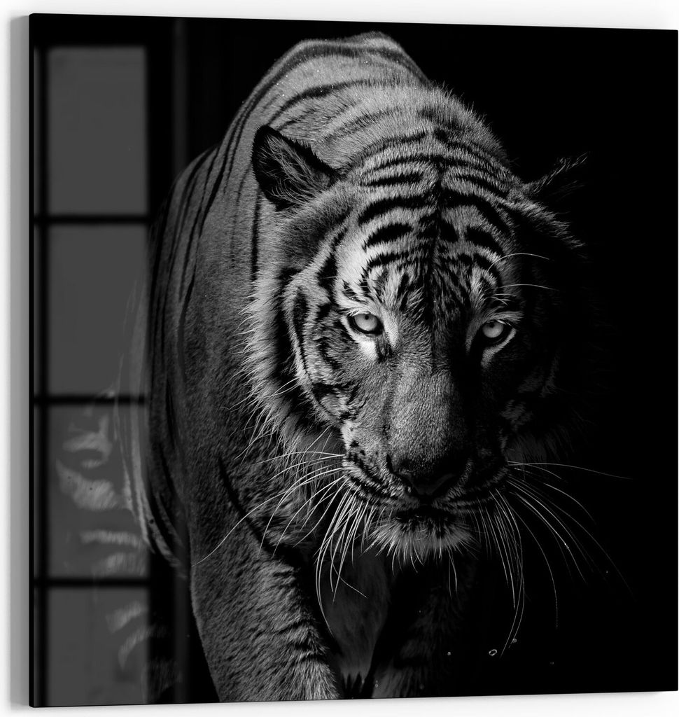 DEQORI Glasbild Echtglas 30x30 cm 'Tiger auf der Pirsch' Wandbild Bild modern Deko