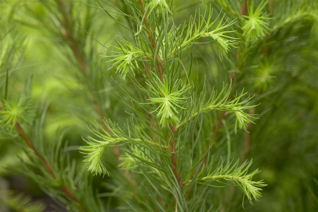 Larix decidua, Europäische Lärche, 100–125 cm, winterhart
