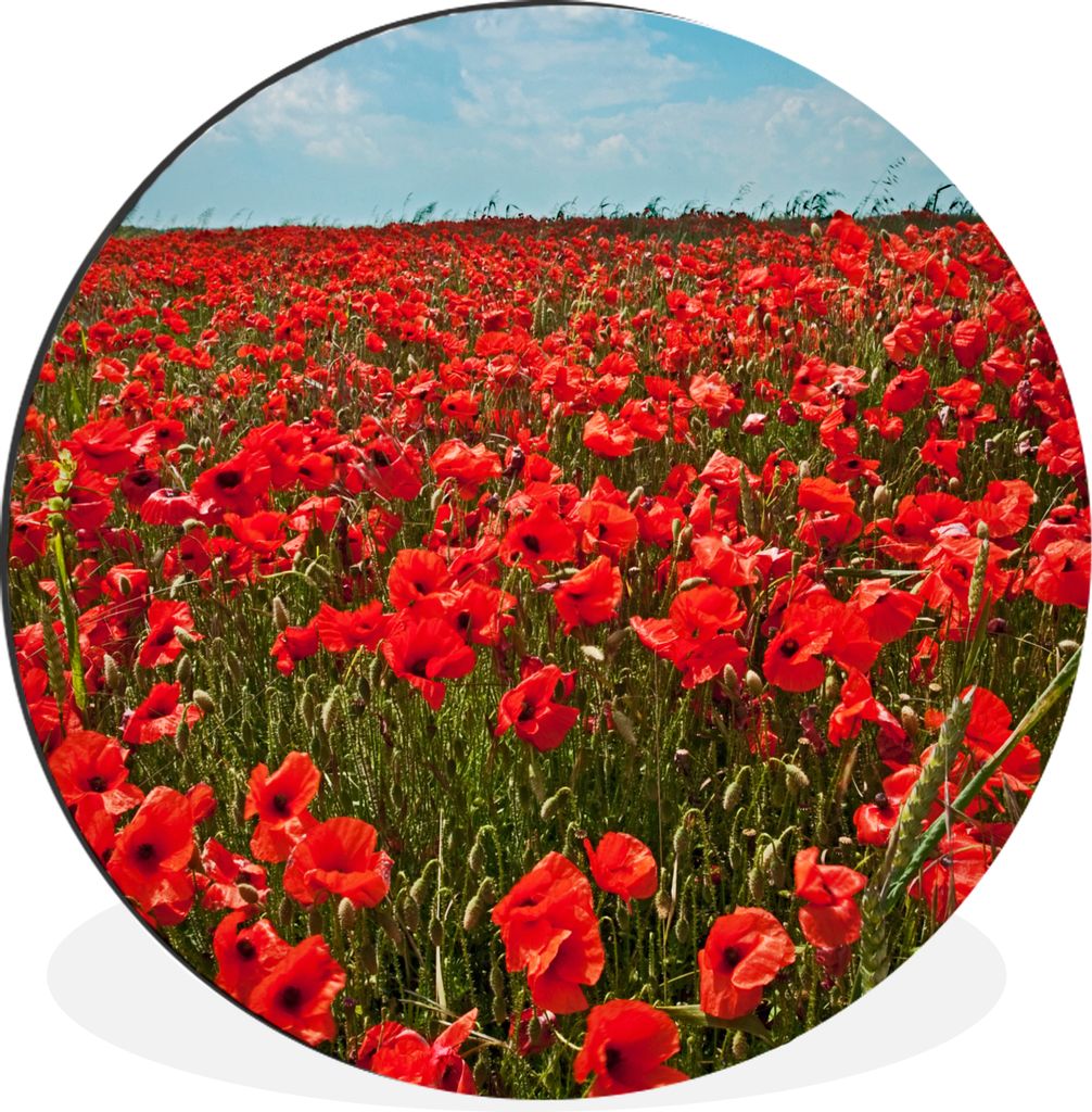 MuchoWow Aluminium Wandkreis Eine Wiese voller Mohnblumen Ø 90 cm Wanddeko Modern Wohnzimmer - Mauerkreis - Wandbilder - Runde Bild - Bild aus A...