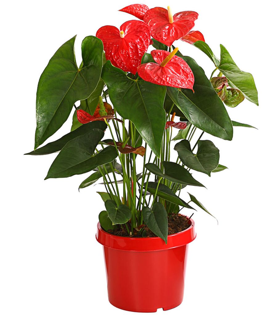 Dehner Große Flamingoblume - Anthurie, rot-farbene Blüten, ca. 80-90 cm, Ø Topf 24 cm, Zimmerpflanze