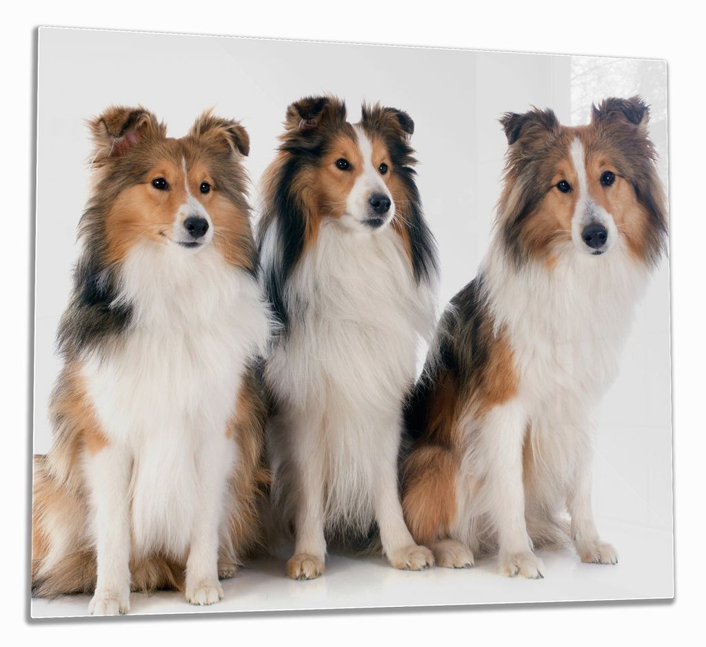 Wallario Herdabdeckplatte aus Glas, Größe 60 x 52 cm 1-teilig, Motiv Süße Shetland Hunde vor weißem Hintergrund