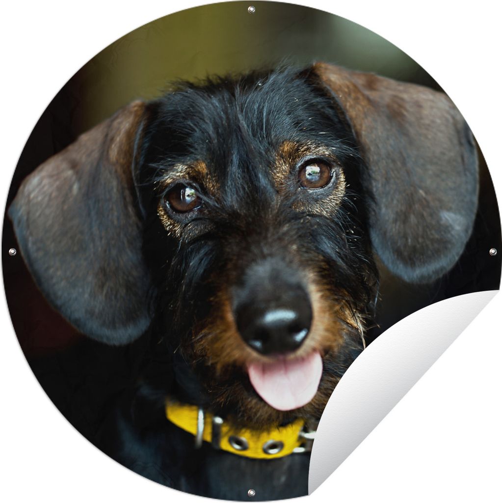 MuchoWow Gartenposter Outdoor-Poster Rund Niedlicher schwarzer Dachshund Ø 90 cm Gartendeko Rundes Poster draußen