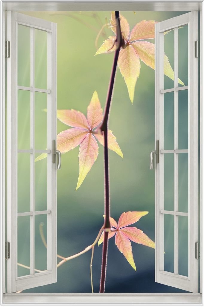 Wallario Wandbild mit Fenster-Illusion: Herbstblume, Größe: 61 x 91,5 cm, Poster mit weißem Aluminiumrahmen