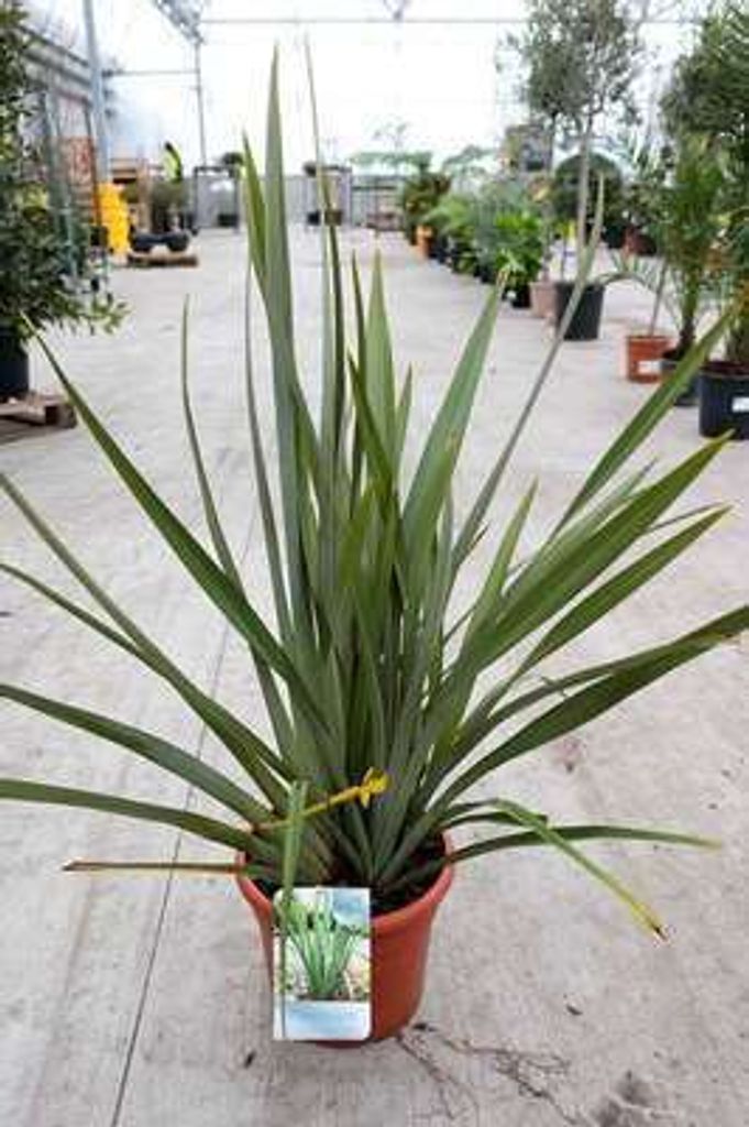Phormium tenax - Neuseelandflachs 60- 80 cm - Container Produktbild 