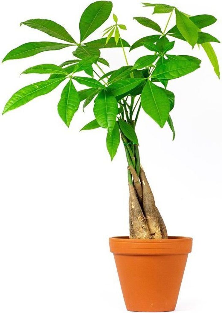 Gardners Pachira aquatica pletená stonka, priemer 12 cm Obrázok produktu 