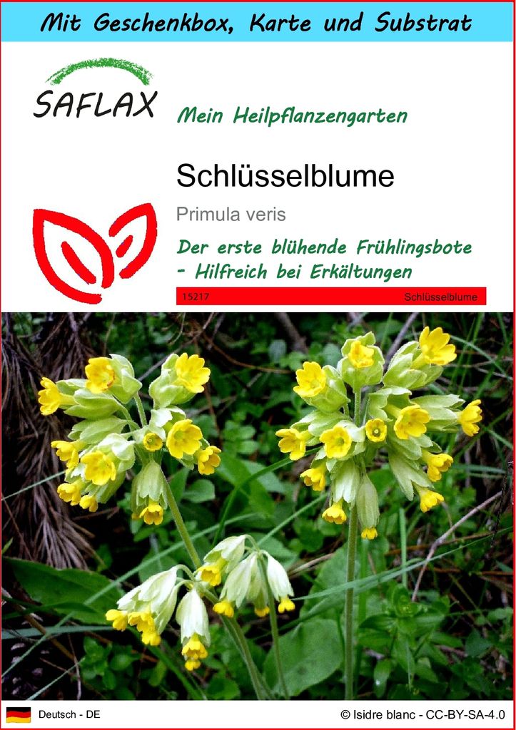 SAFLAX - Geschenk Set - Heilpflanzen - Schlüsselblume - 100 Samen - Mit Geschenk- / Versandbox, Versandaufkleber, Geschenkkarte und Anzuchtsubstra...
