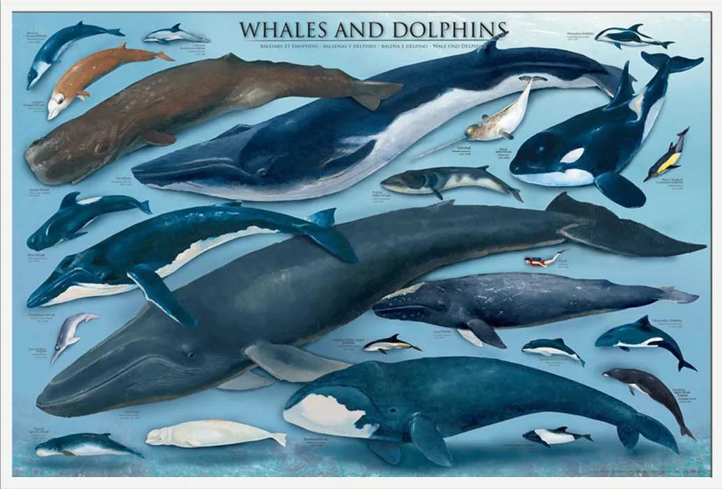 Poster baleines et dauphins encadré blanc : vitre acrylique incassable