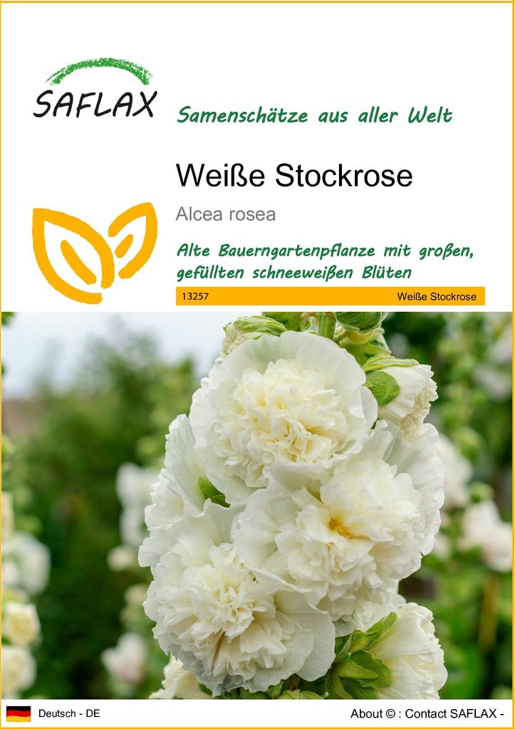 SAFLAX - Weiße Stockrose - Alcea rosea - 100 Samen