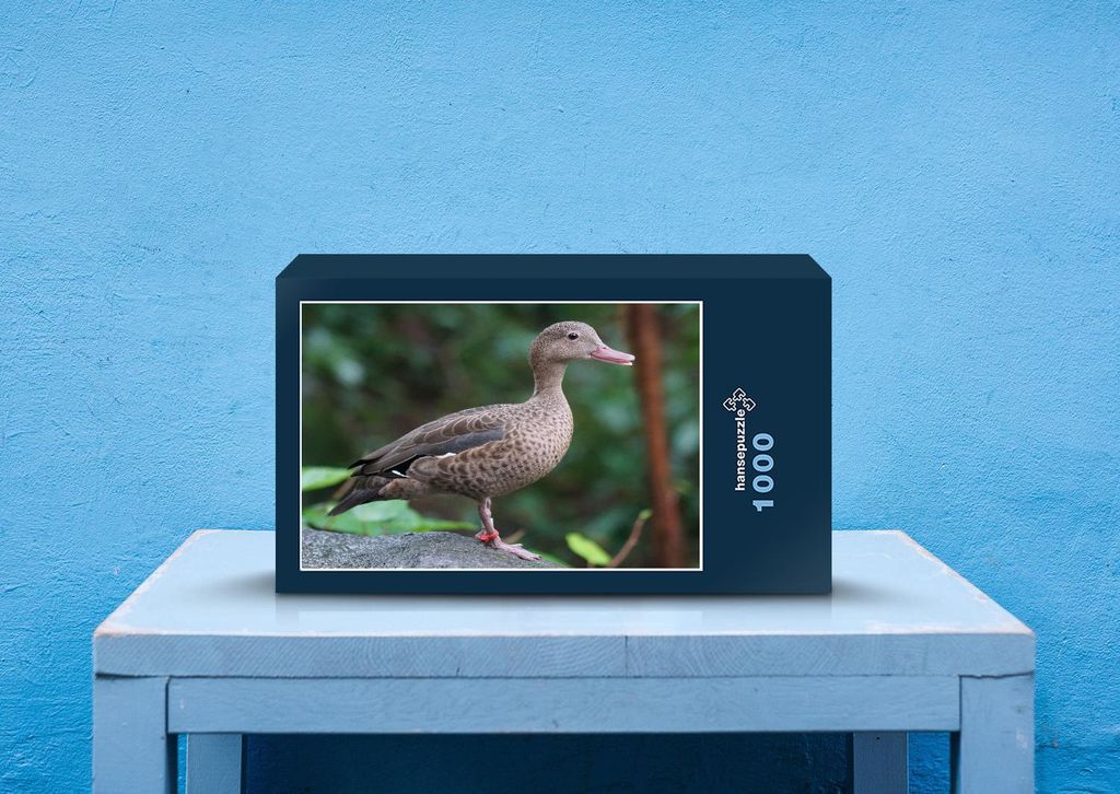 hansepuzzle 36622 - Bernierente Puzzle, 1000 Teile, Tierwelt, 60,0 x 46,0cm mit hochwertiger Aufbewahrung, Kartonbox und wiederverschließbarem Beutel