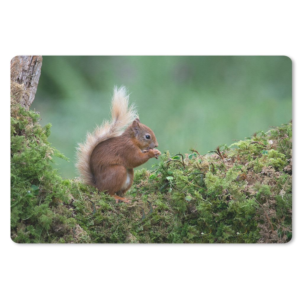 MuchoWow Schreibtischunterlage Eichhörnchen - Wald - Moos 60x40 cm - XXL Mauspad - Großes Mauspad