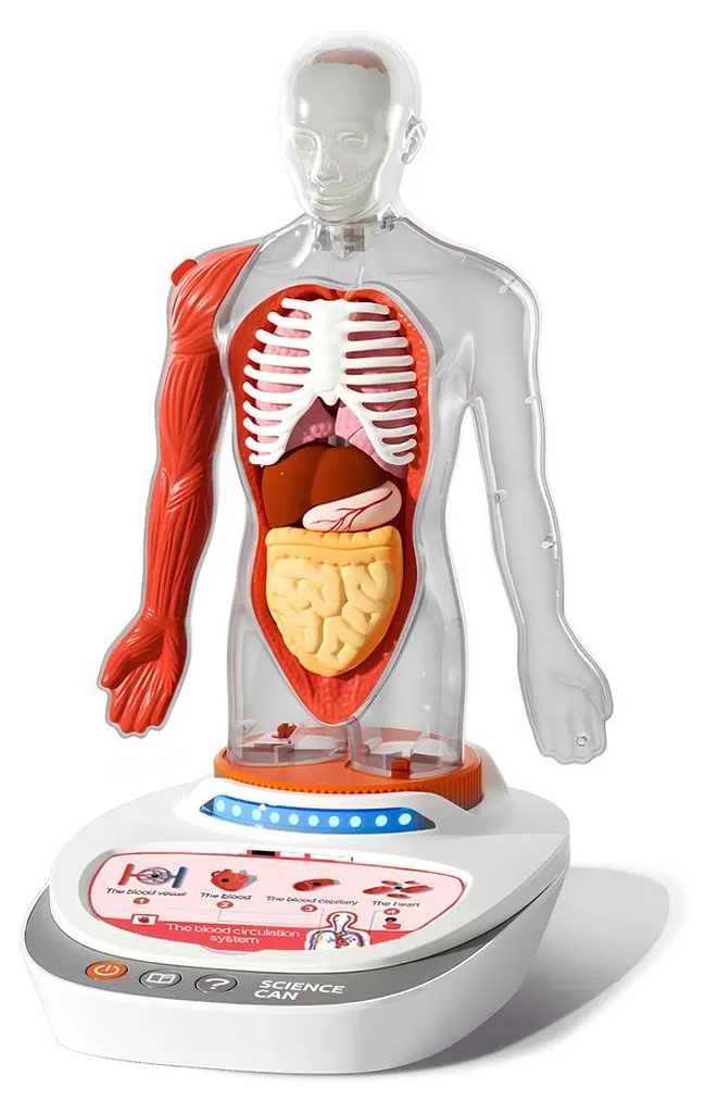 Jeu STEM Anatomie Humaine TopBright - Puzzle Corps Humain Enfant 3D