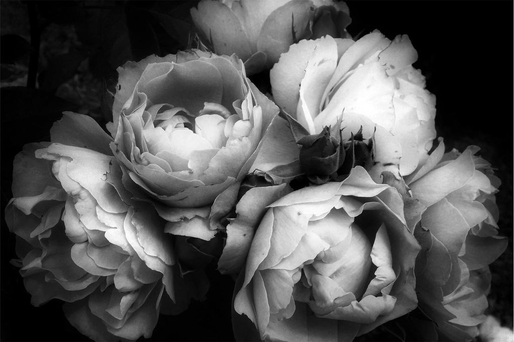 Fototapete Blumen - Vliestapete - Bildtapete UV-beständig Rose schwarz weiss Landhaus Wandtapete geruchsfrei